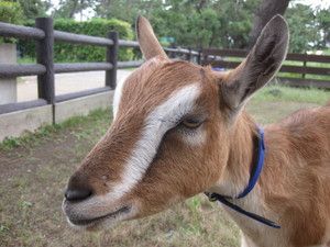 ヤギの九太郎