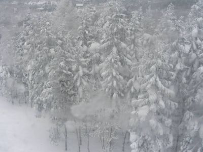 樹氷