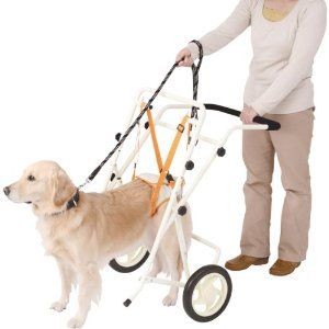 老犬