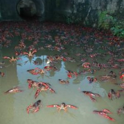 岡山野生生物調査会